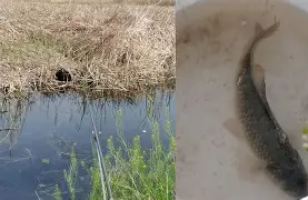 狼学姝游戏下载电脑版