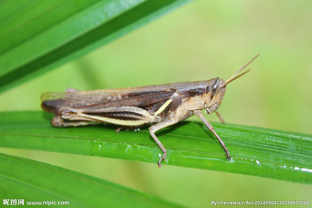 蚱蜢和蝗虫还有蚂蚱是一种动物吗