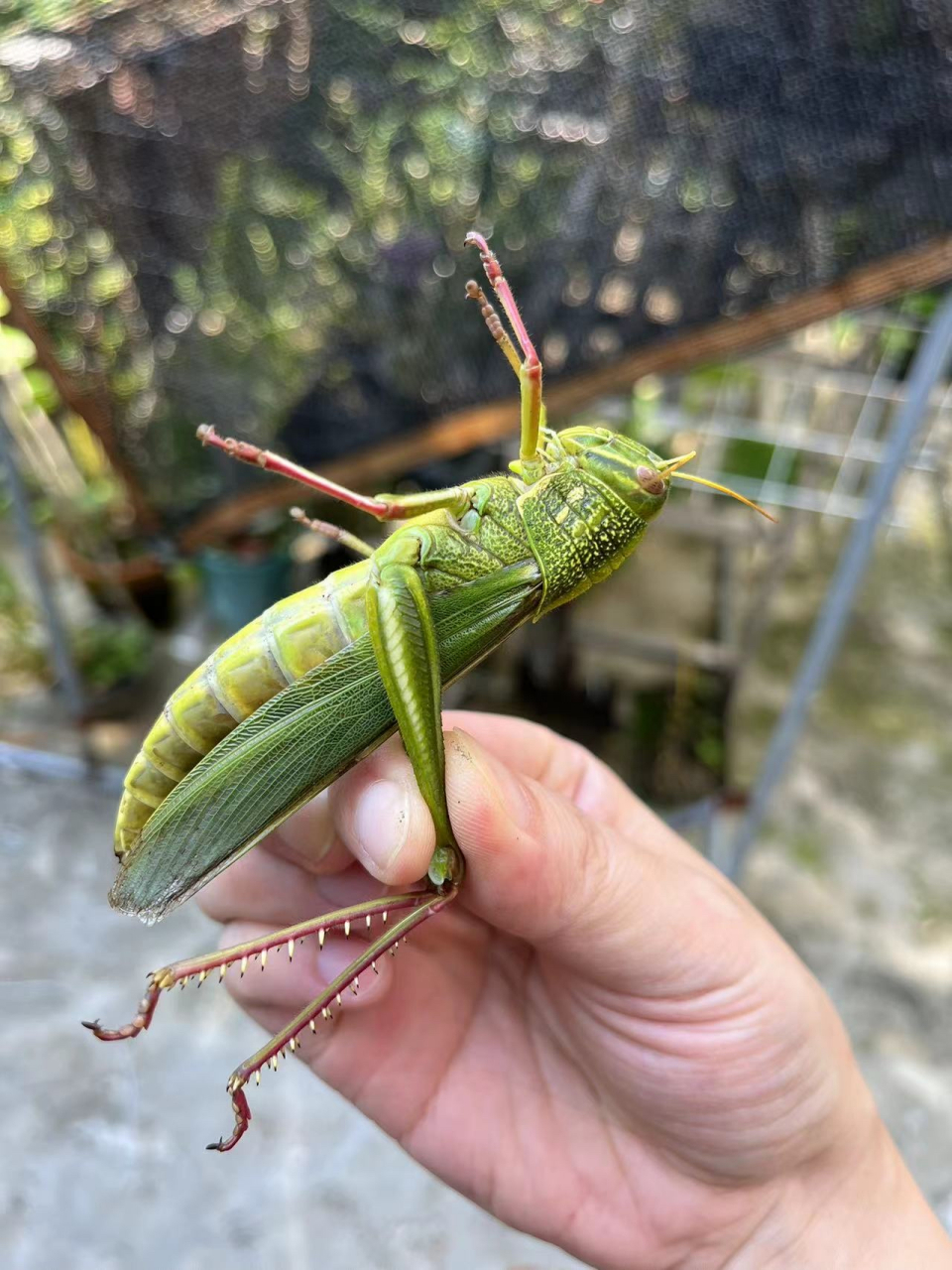 蚱蜢和蝗虫还有蚂蚱是一种动物吗