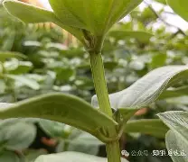 kaiyunapp-php垏埇垬件的扩埉埀埆常使埈